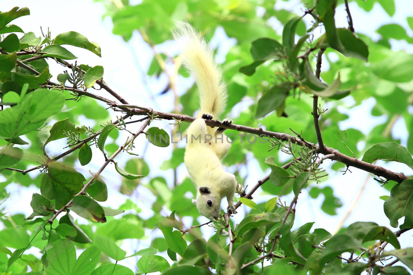 Albino squirrel feeding on the tree.