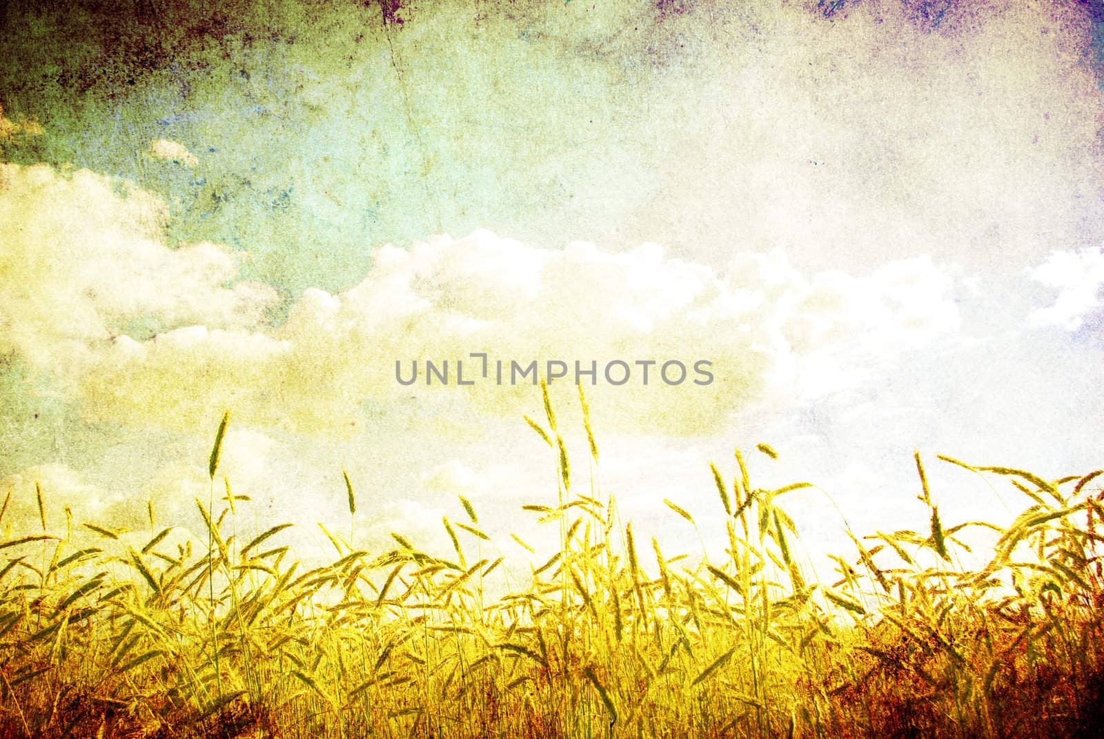 Wheats ears against the blue  sky