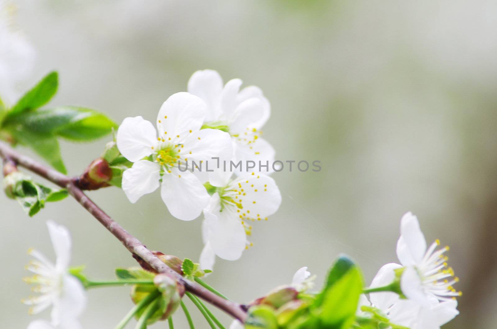  Close up of the spring cherry flowers    