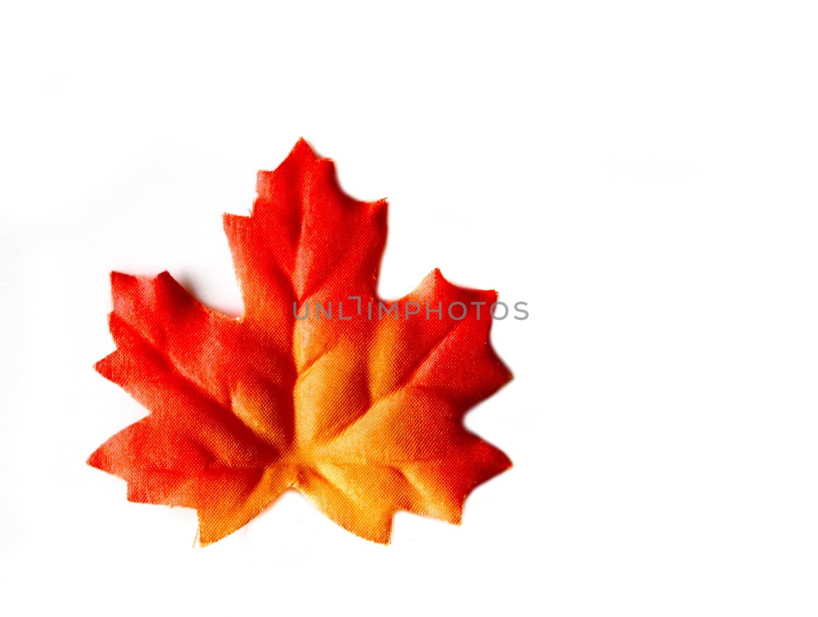Orange red colorful autumn leaf on white background