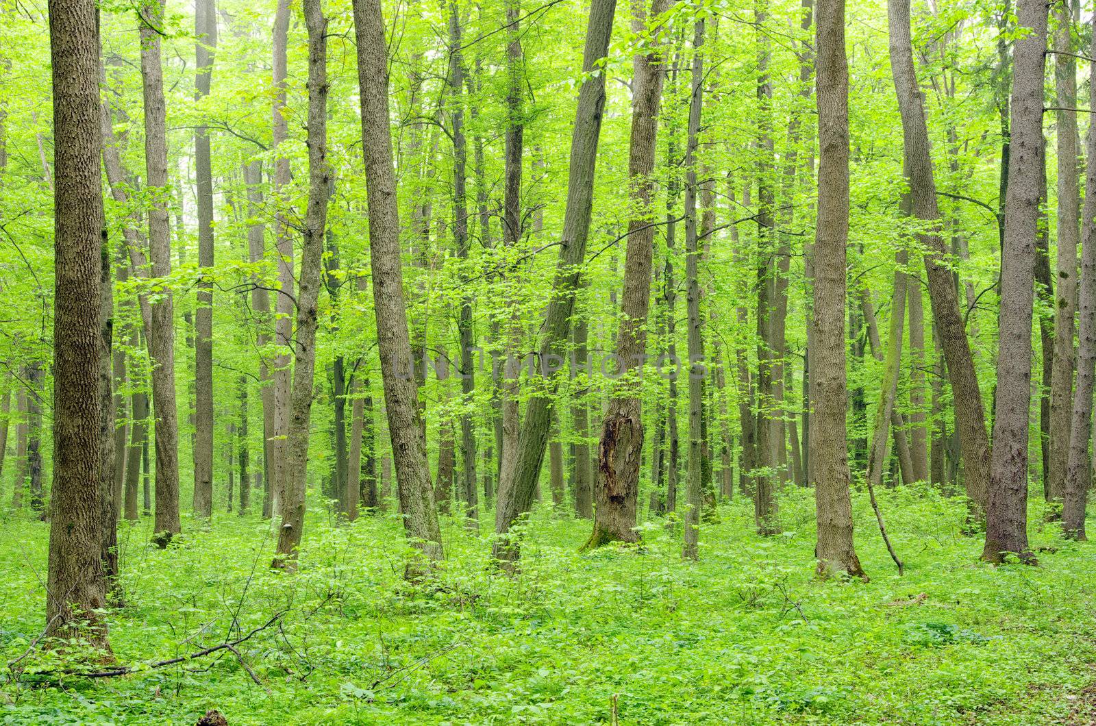 green forest background in a sunny day