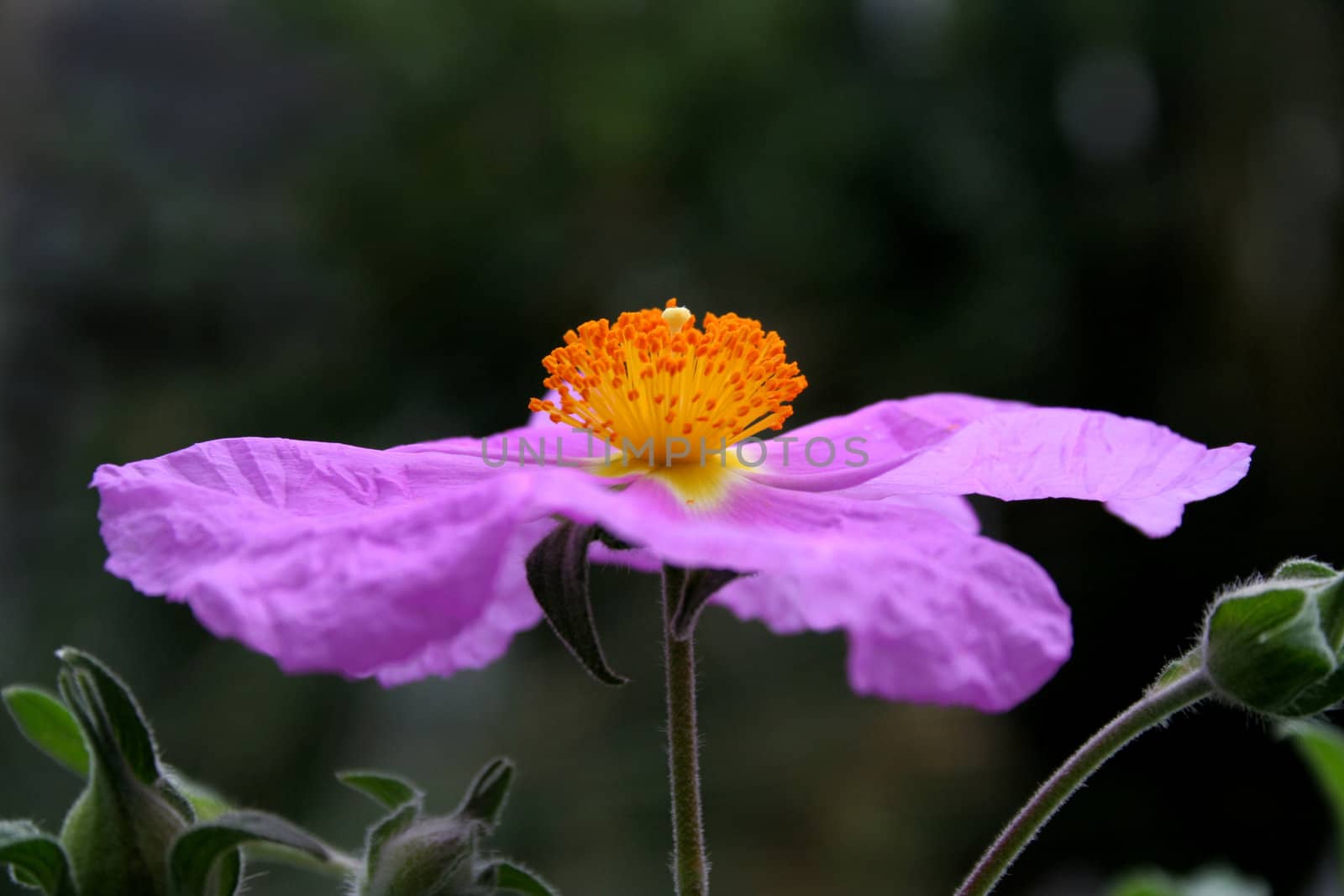 Close-up of a cistus bloom