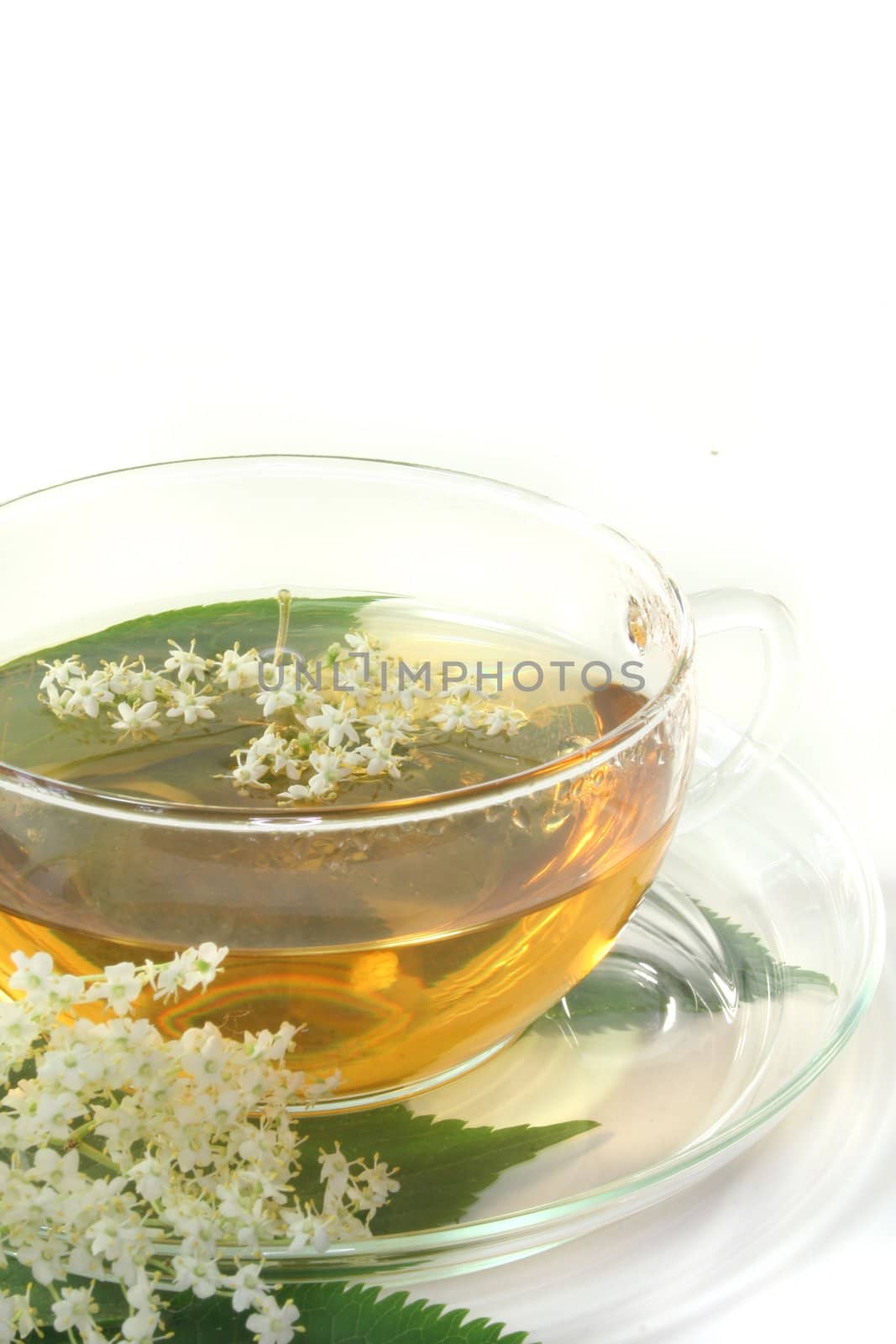 a cup of elderflower tea with a sprig of fresh flowers and leafs