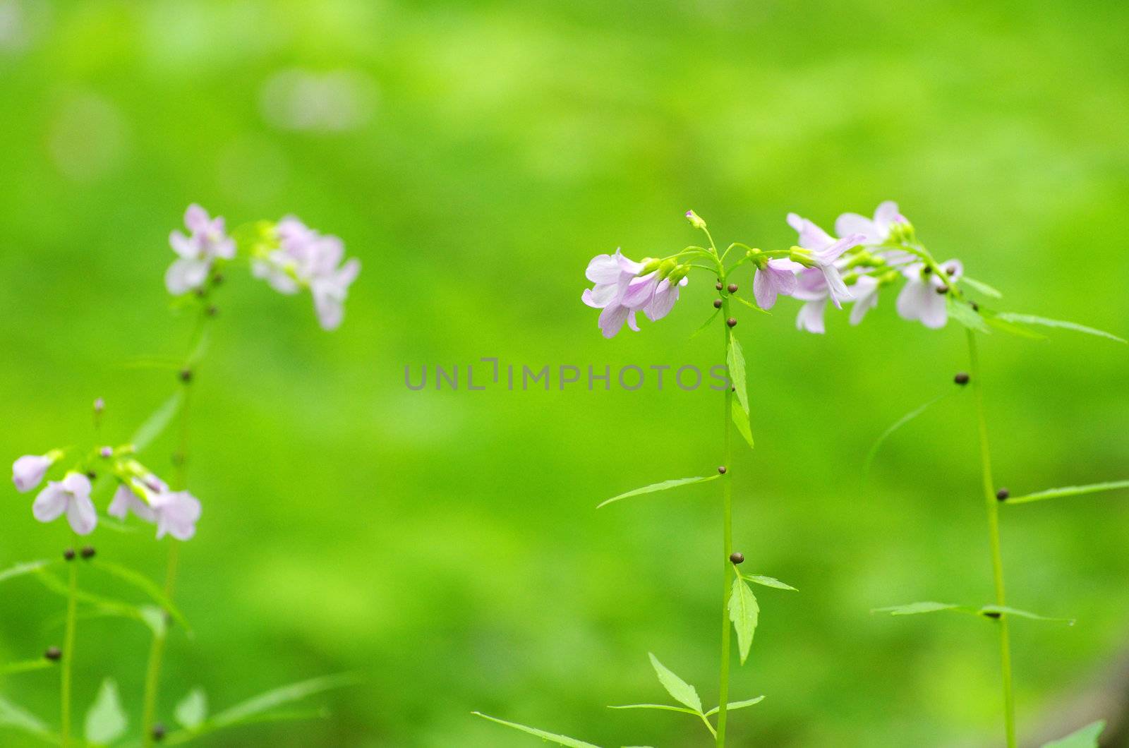 spring flowers on the field