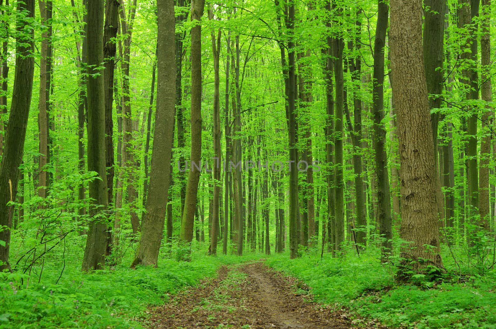a path is in the green forest