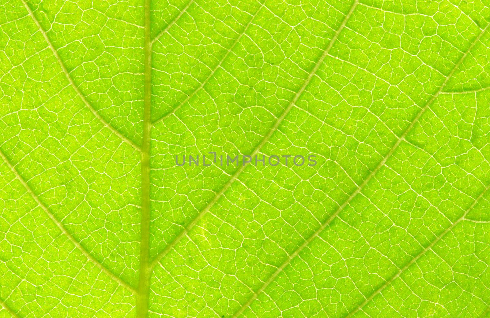 structure of leaf natural background