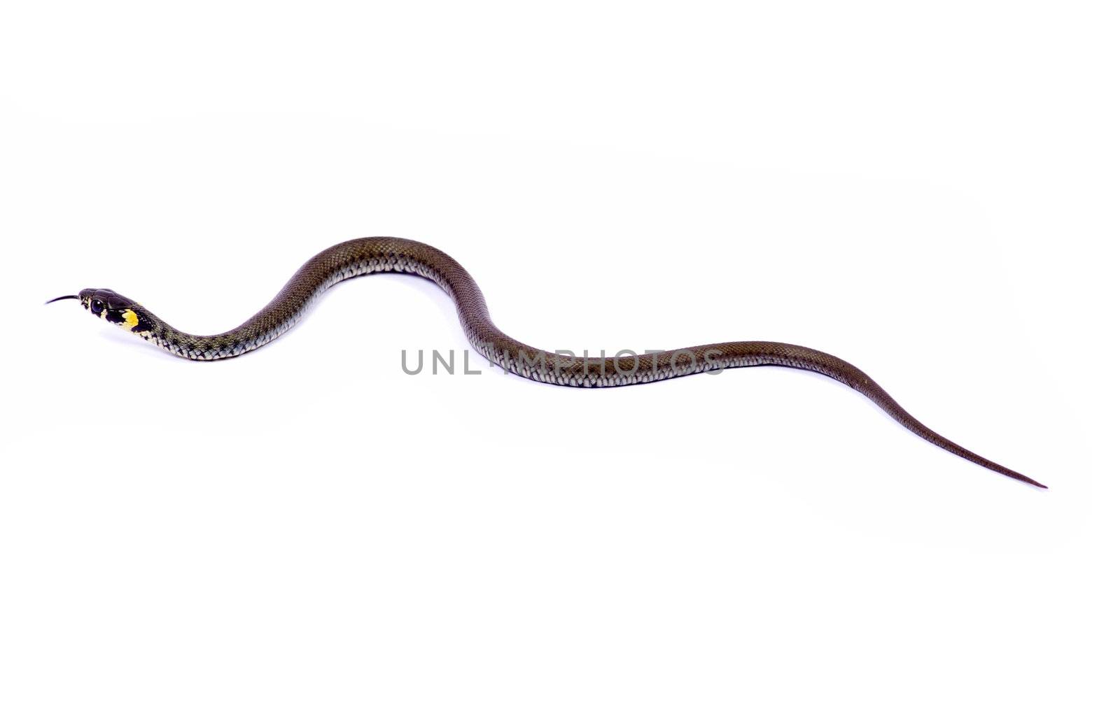 snake isolated on white background