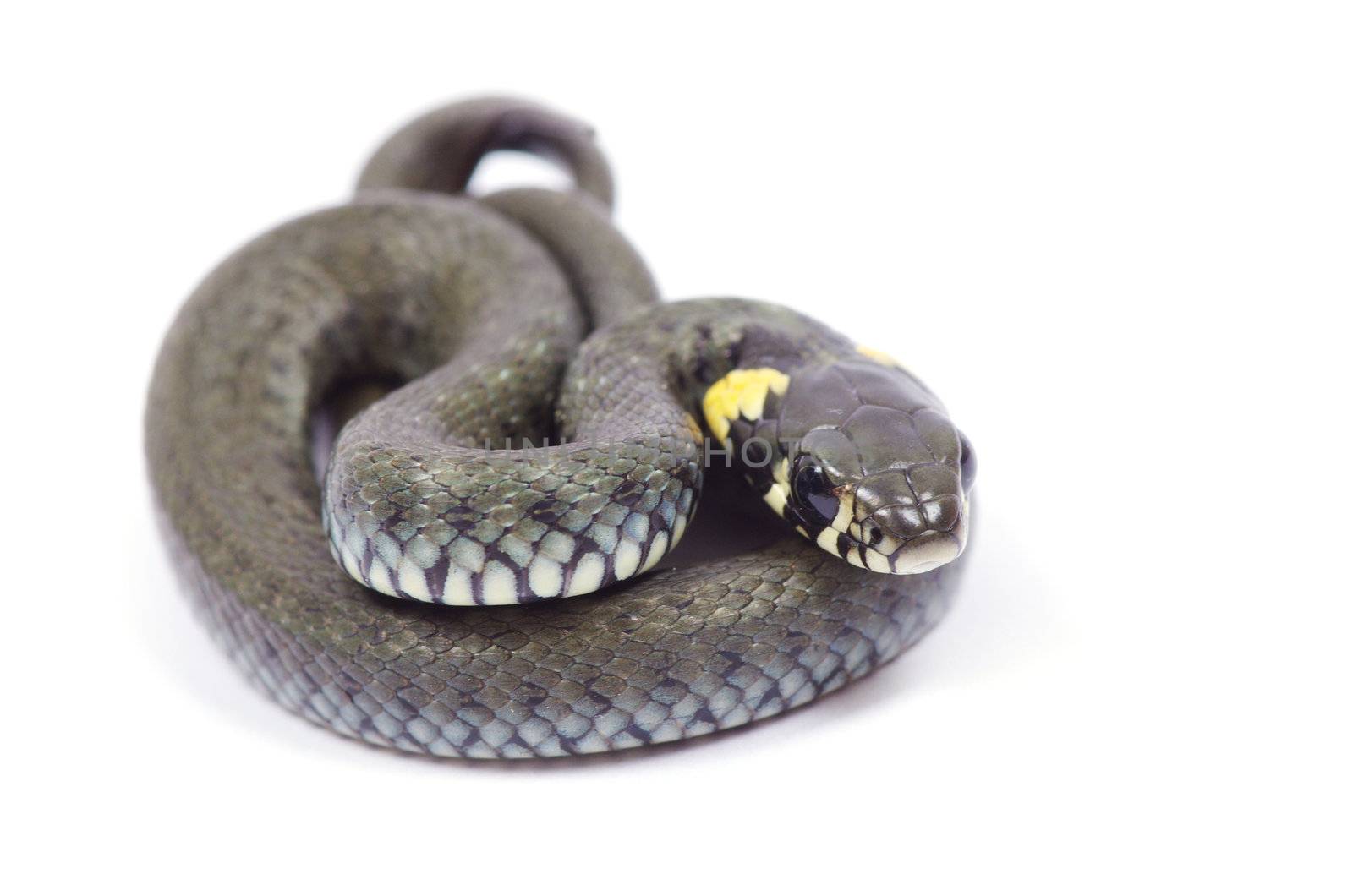 snake isolated on white background