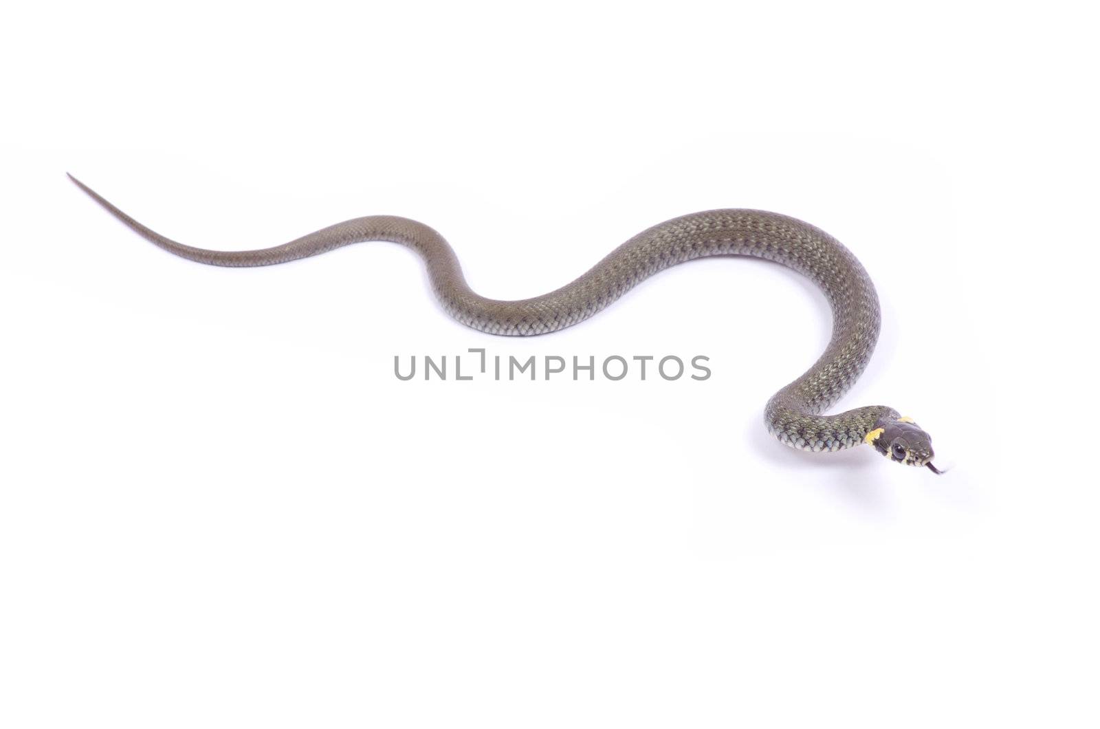 snake isolated on white background