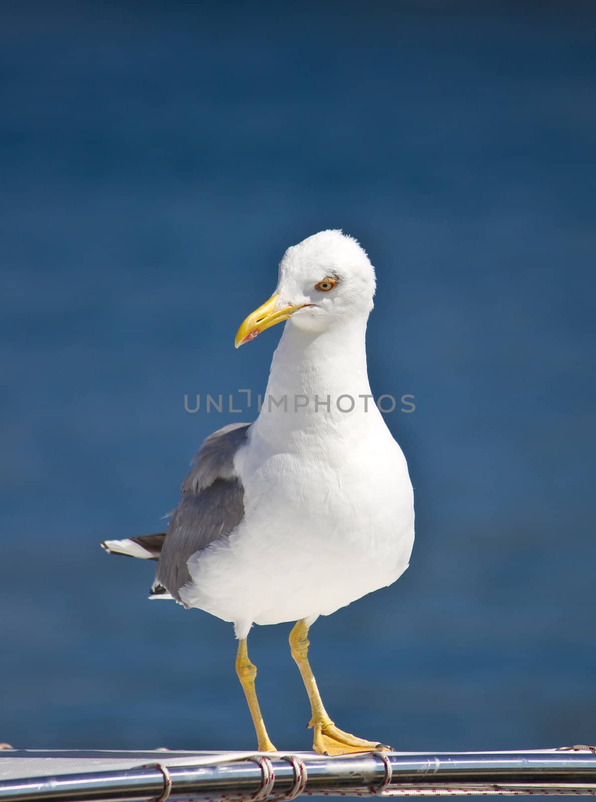 Sea gull standing on boat front view by xbrchx