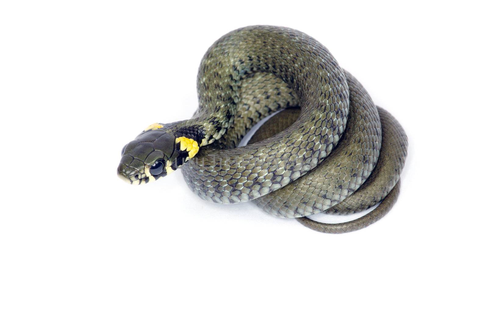 snake isolated on white background