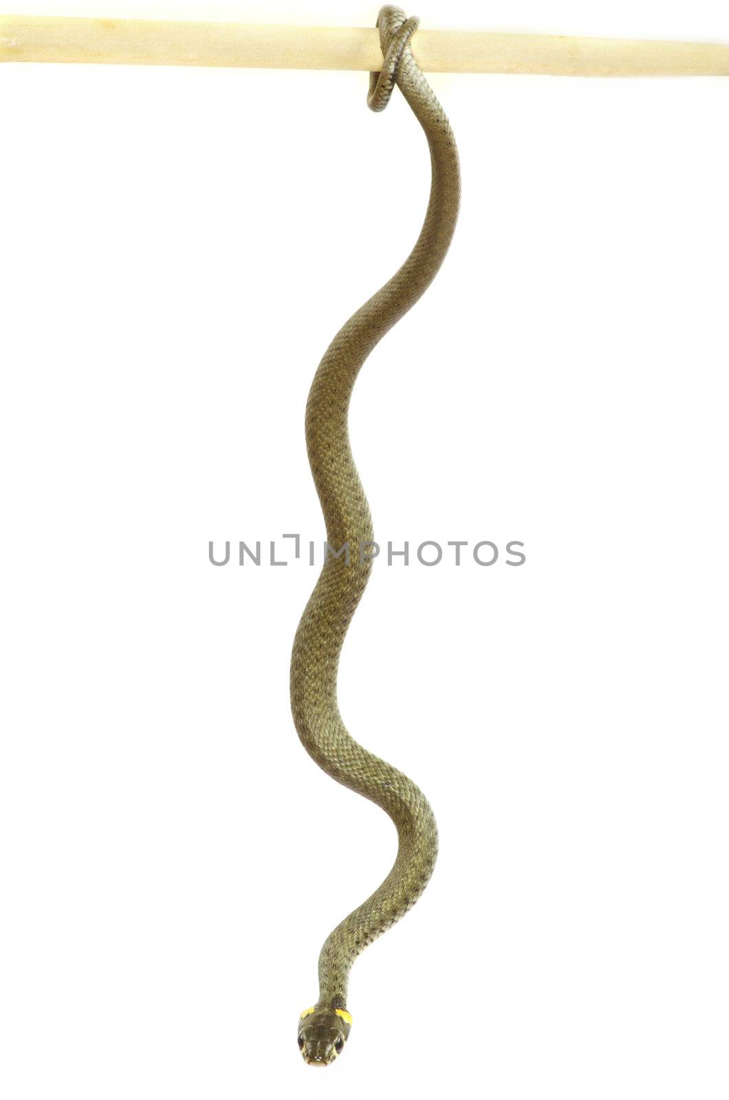 snake isolated on white background