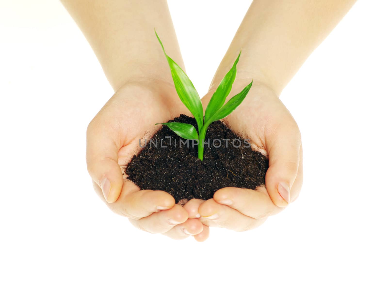 plant in hands isolated on white background