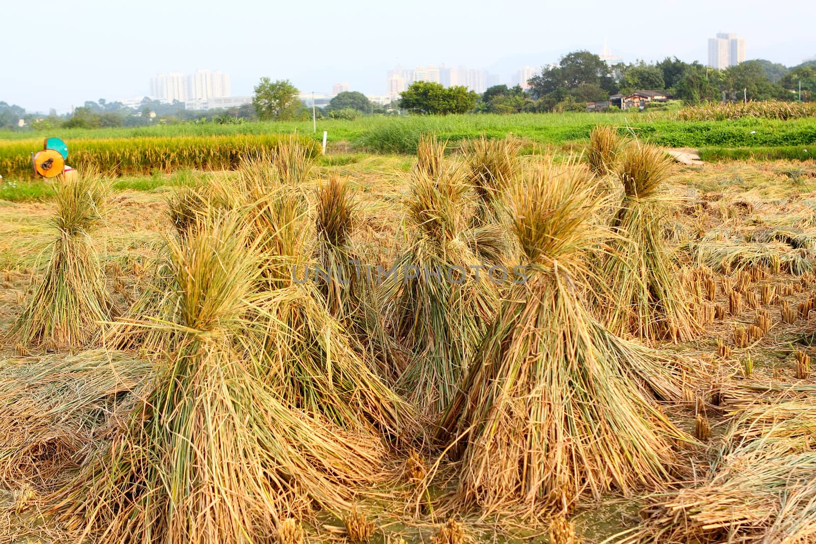 Harvest rice 