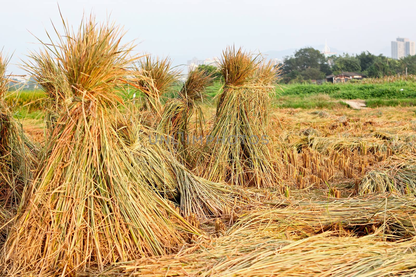 Harvest rice 