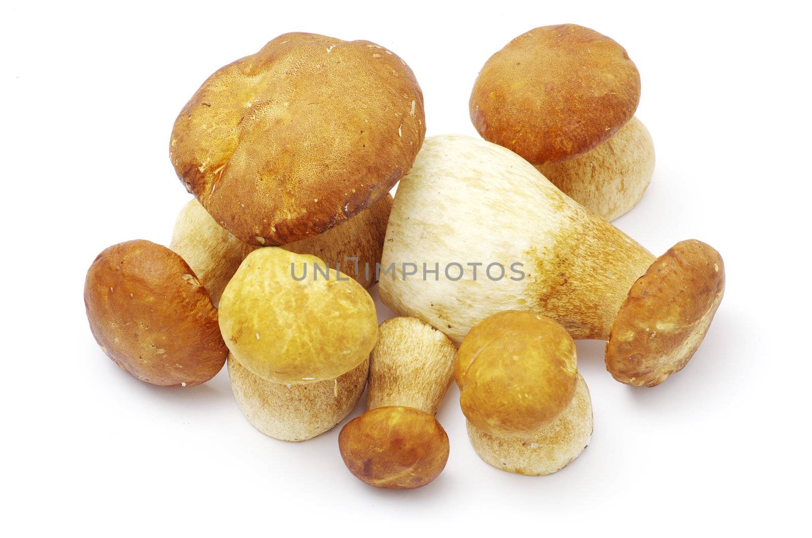 boletus edulis mushrooms on over white background