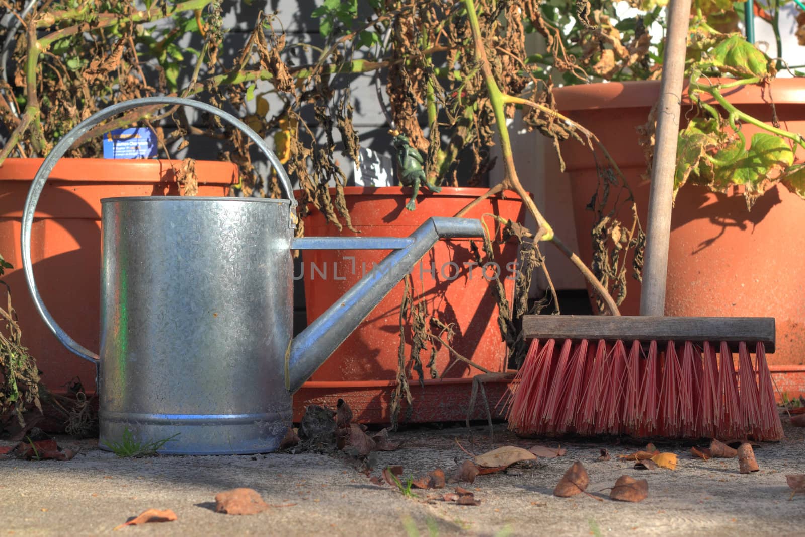 garden still life with tomatoe plants, ewer and broom in late summer