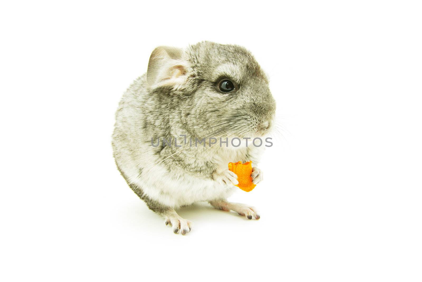 gray chinchilla isolated on white