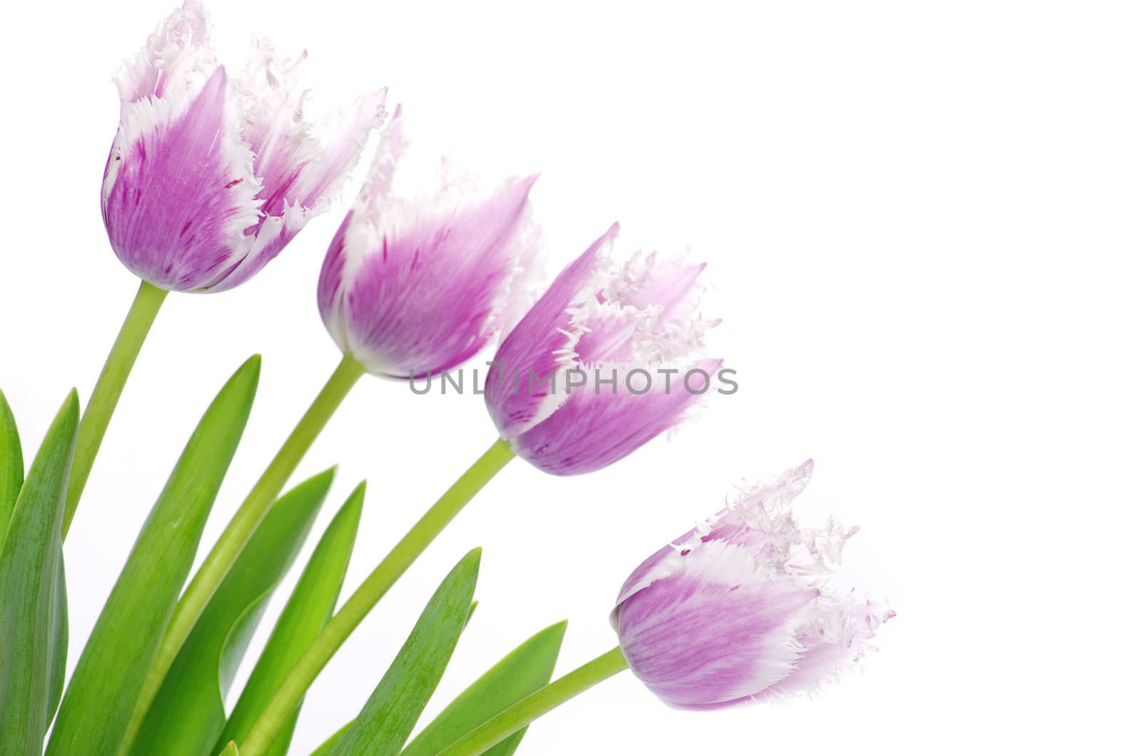pink tulips on white background 