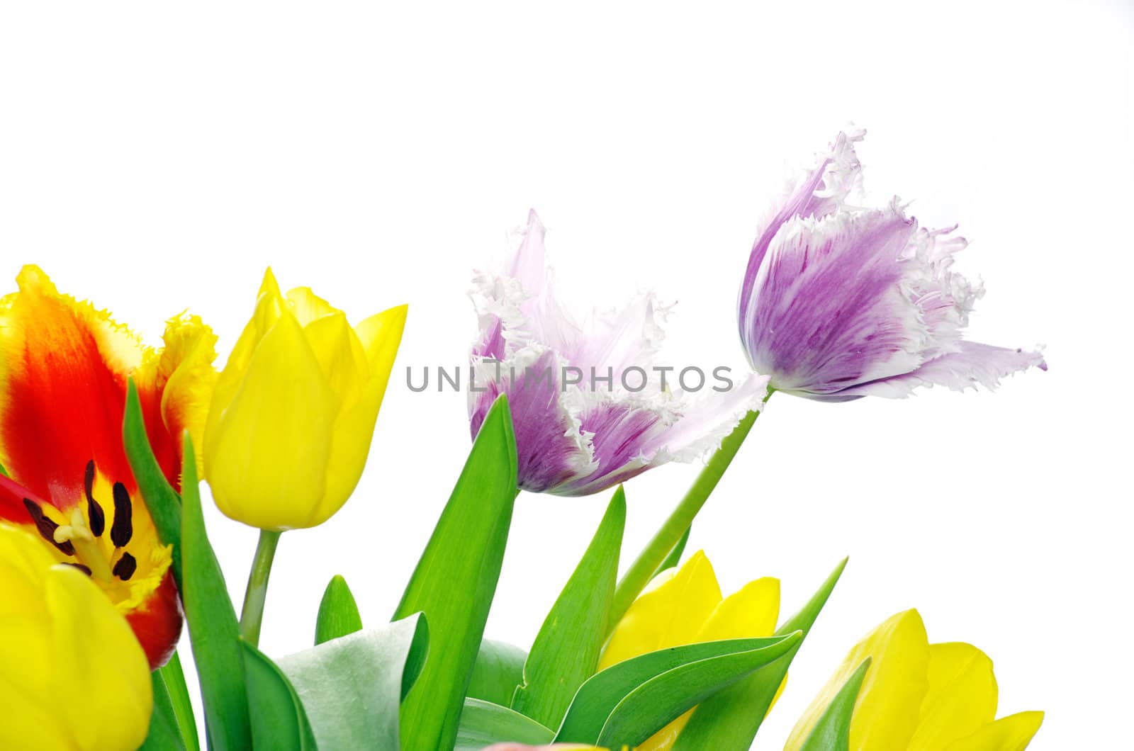 bouquet of the tulips on white background