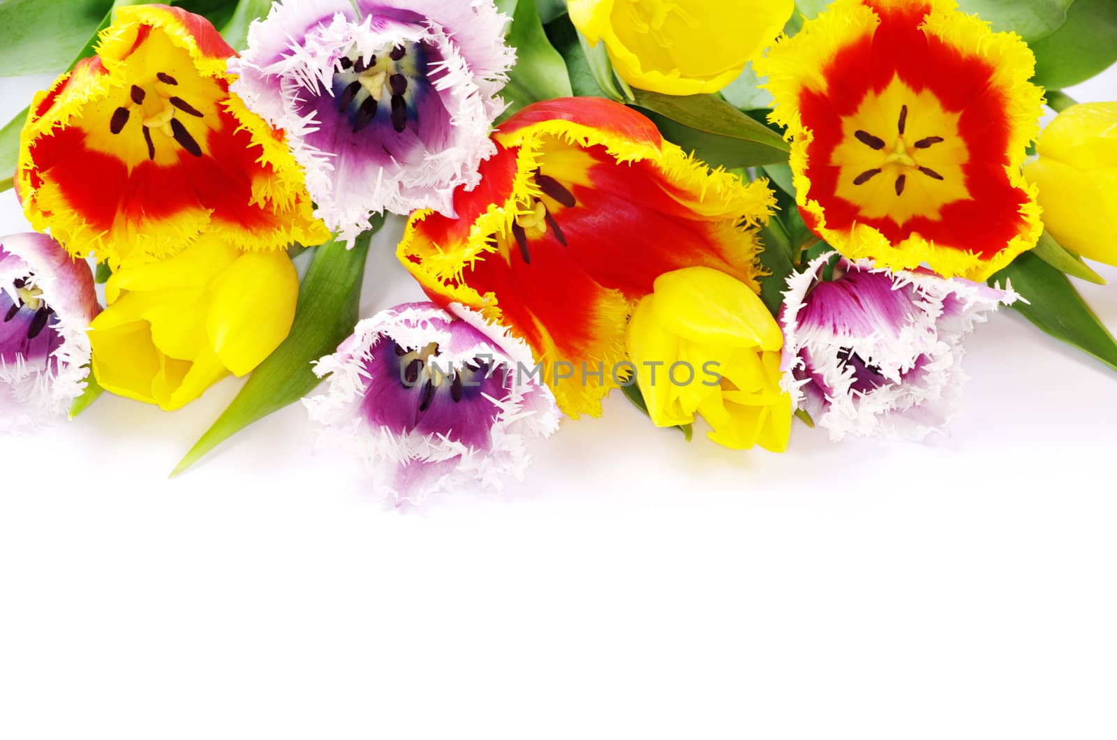 bouquet of the tulips on white background