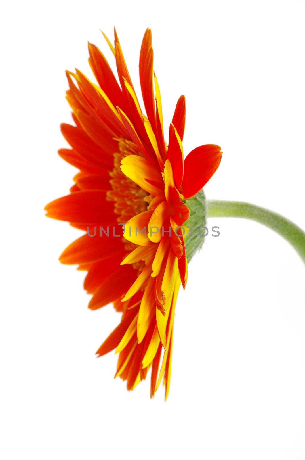 red gerbera flower closeup on white background