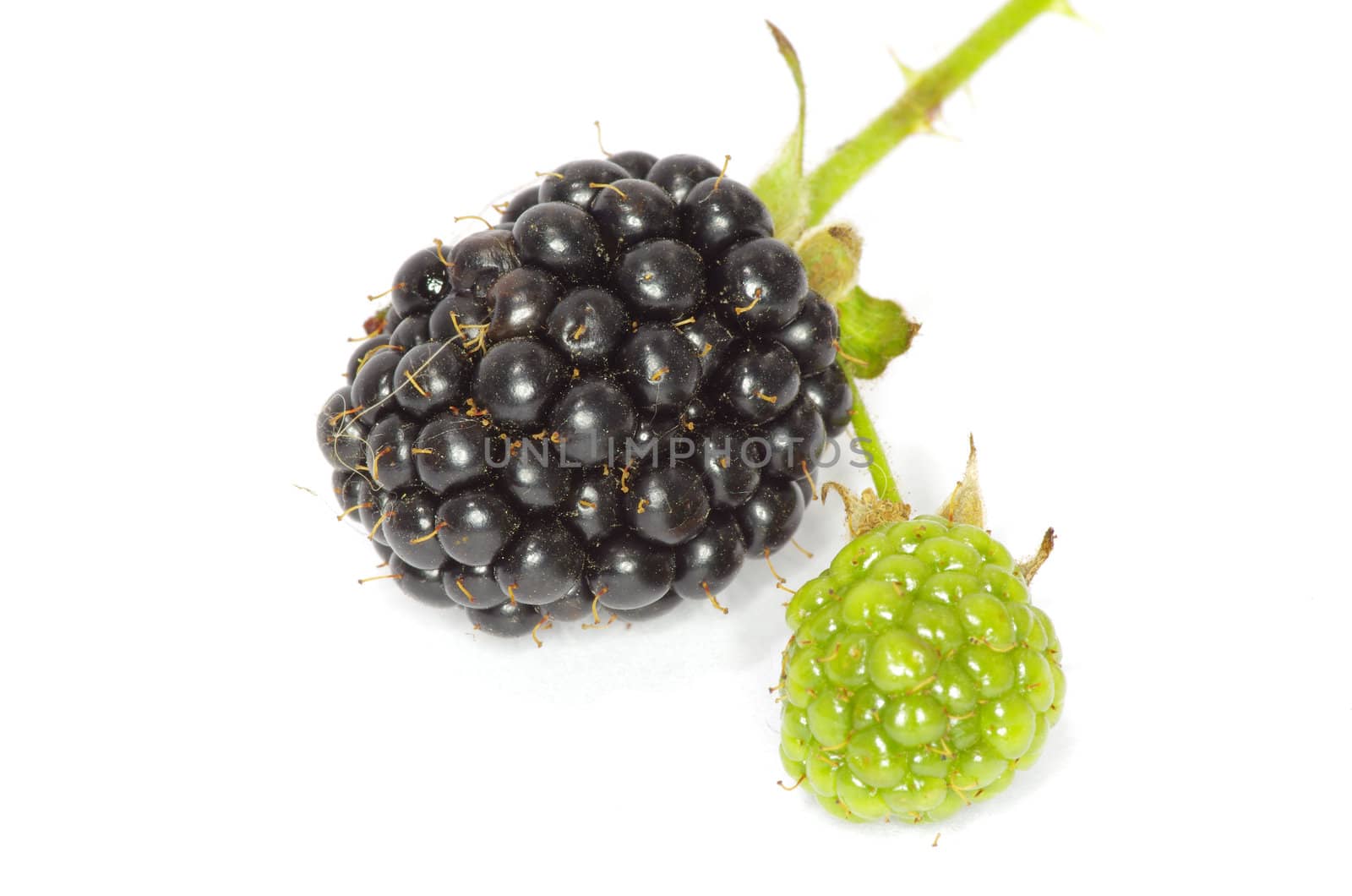 blackberry isolated on white background