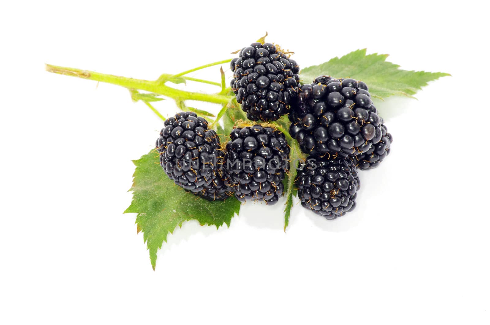 blackberry isolated on white background