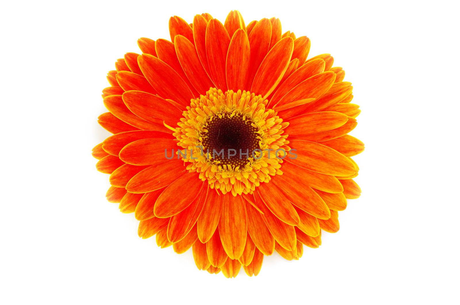 red gerbera flower closeup on white background