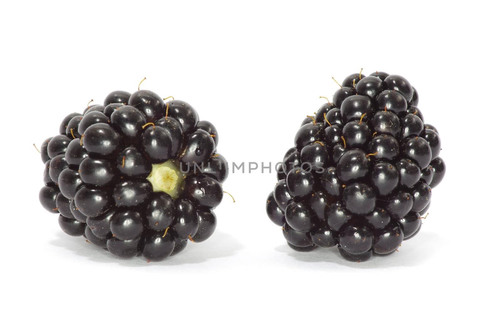 blackberry isolated on a white background