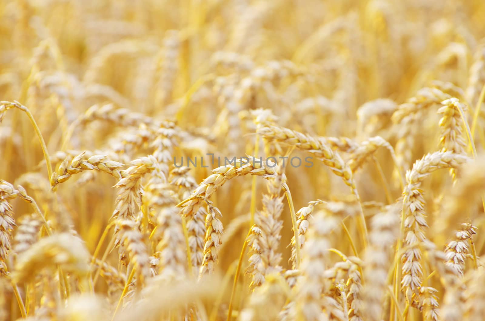 golden wheat field in summer