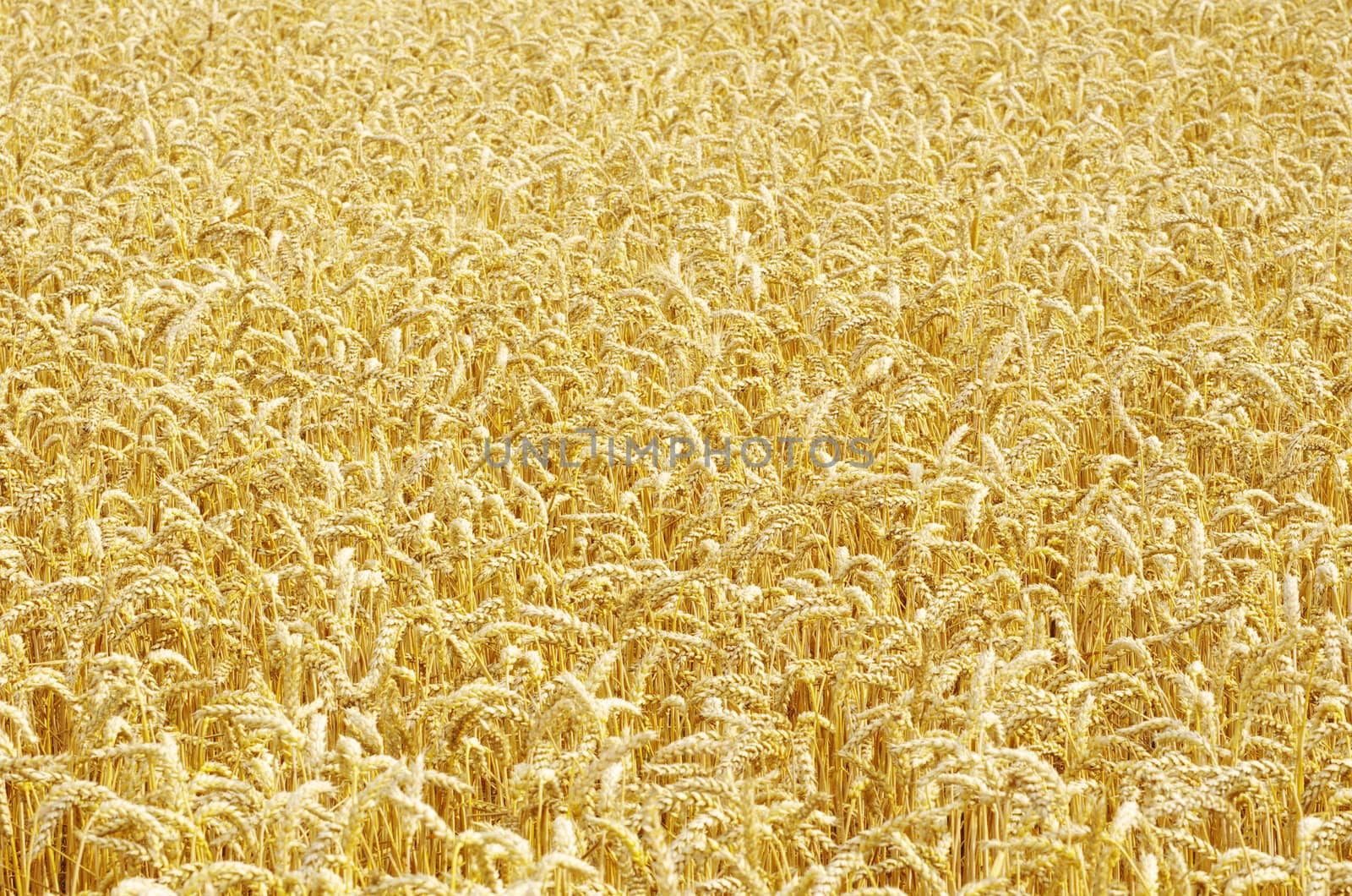 golden wheat field in summer