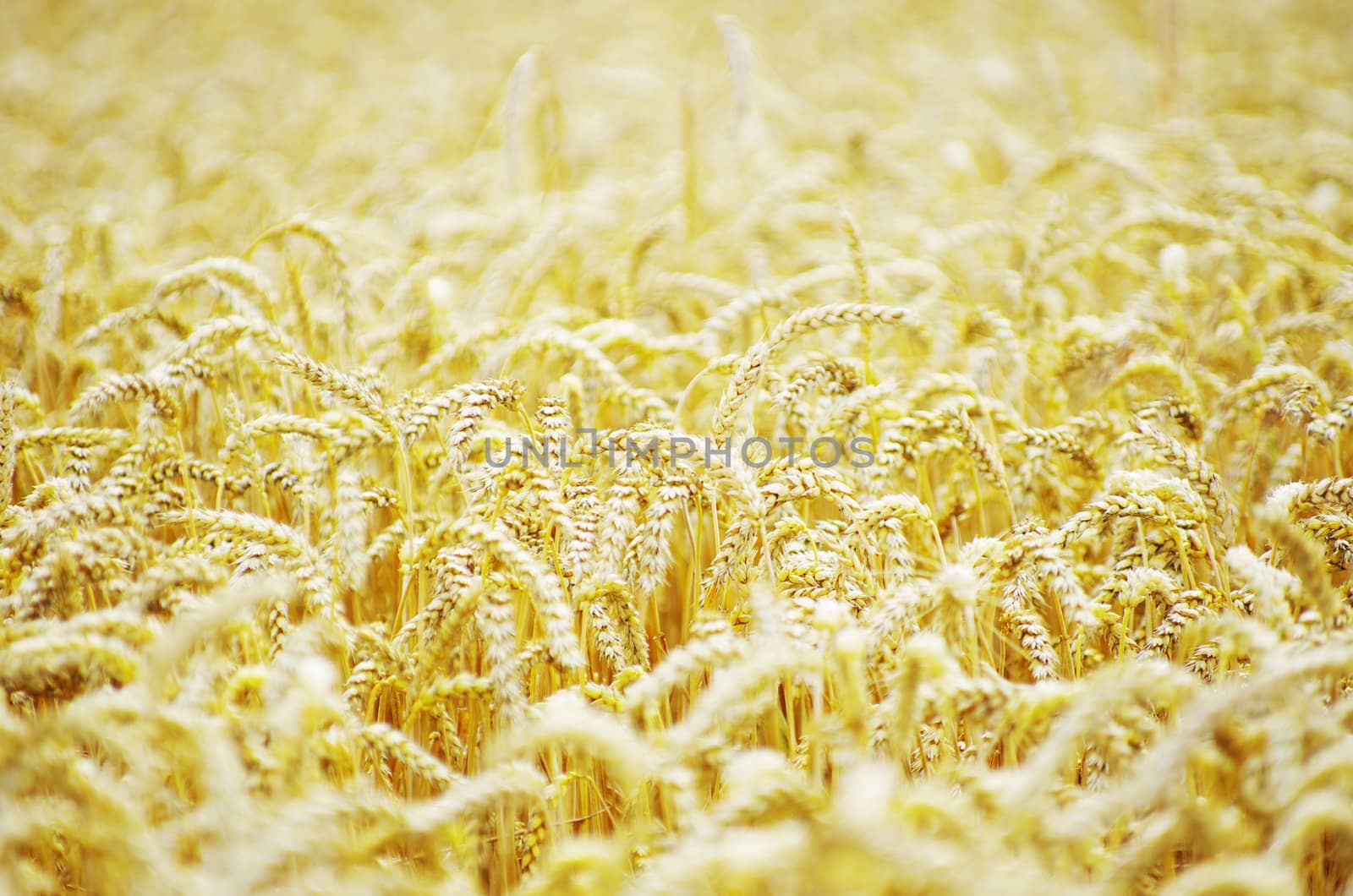 golden wheat field in summer