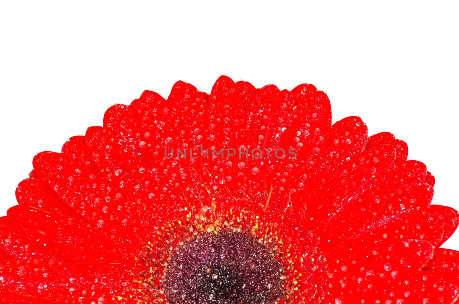 gerbera flower closeup on white background