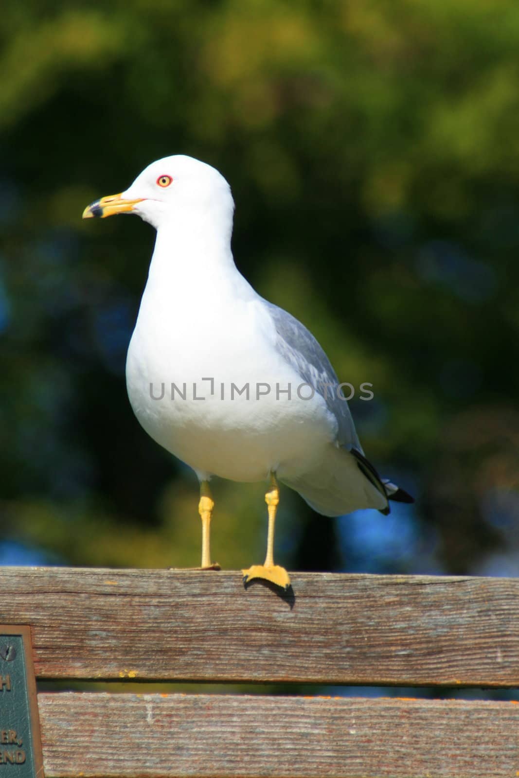 Seagull standing on a bench in a park.
