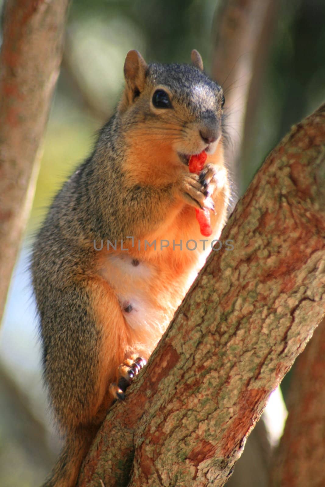 Squirrel Eating Cheese Puff by MichaelFelix