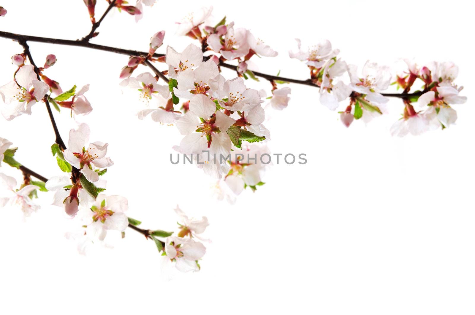 Branch with pink cherry blossoms isolated on white background