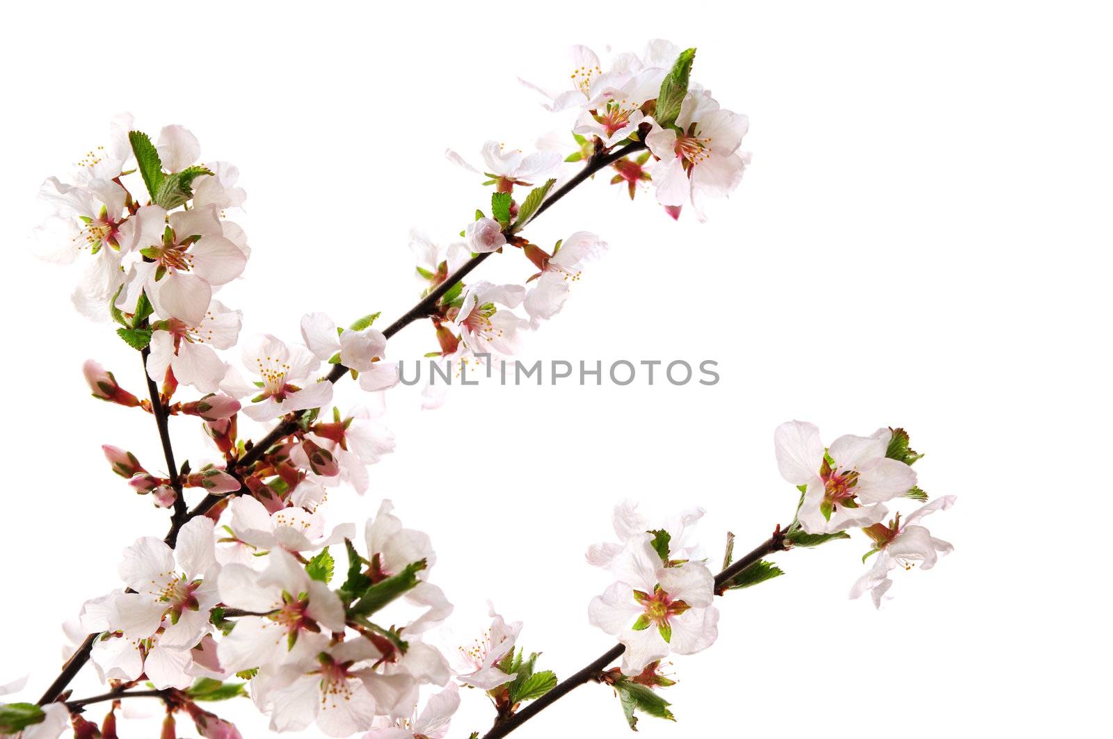 Branches with pink cherry blossoms isolated on white background