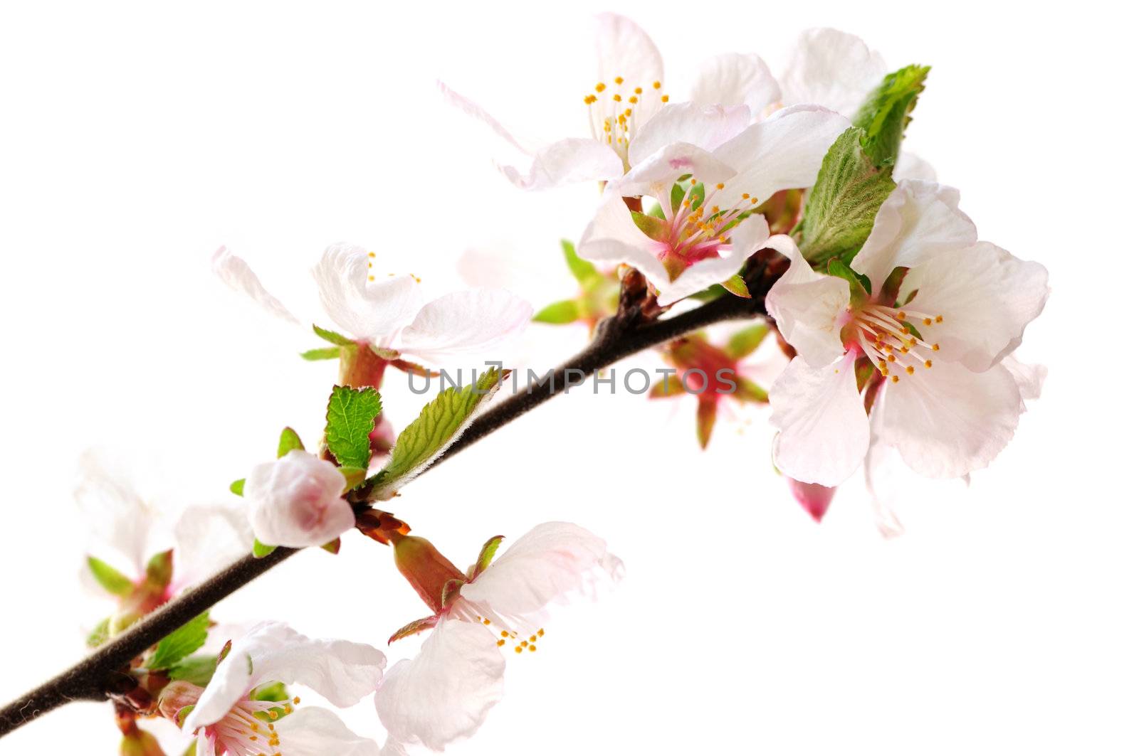 Branch with pink cherry blossoms isolated on white background