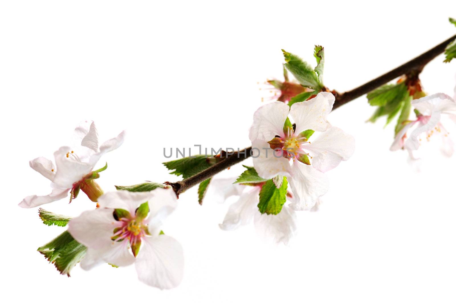 Branch with pink cherry blossoms isolated on white background