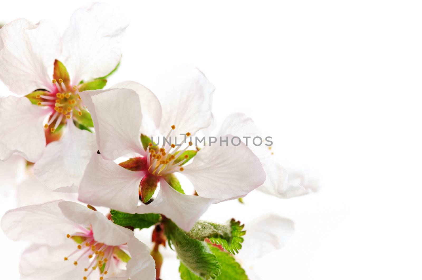 Macro of pink cherry blossoms isolated on white background