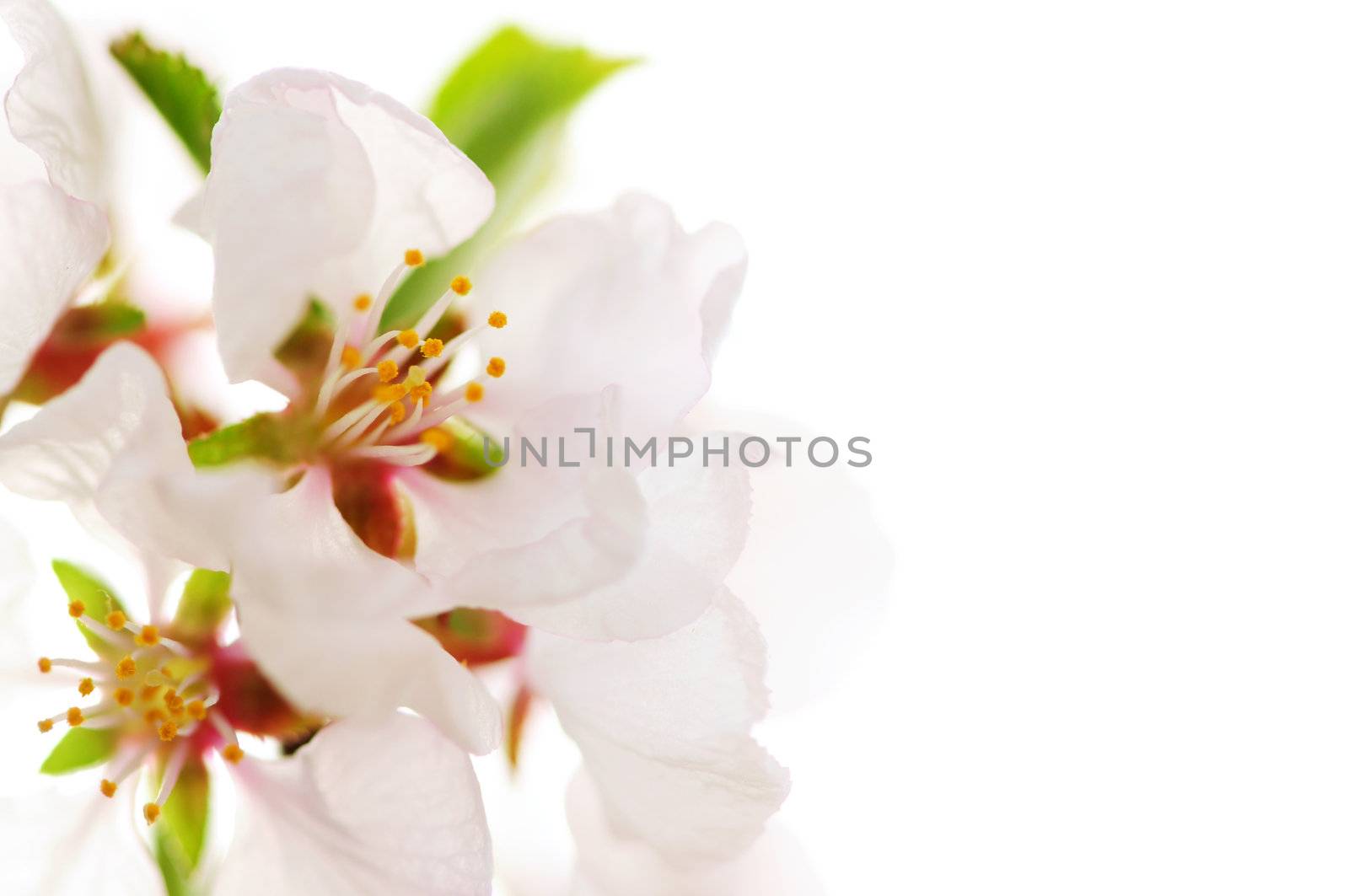 Macro of pink cherry blossoms isolated on white background