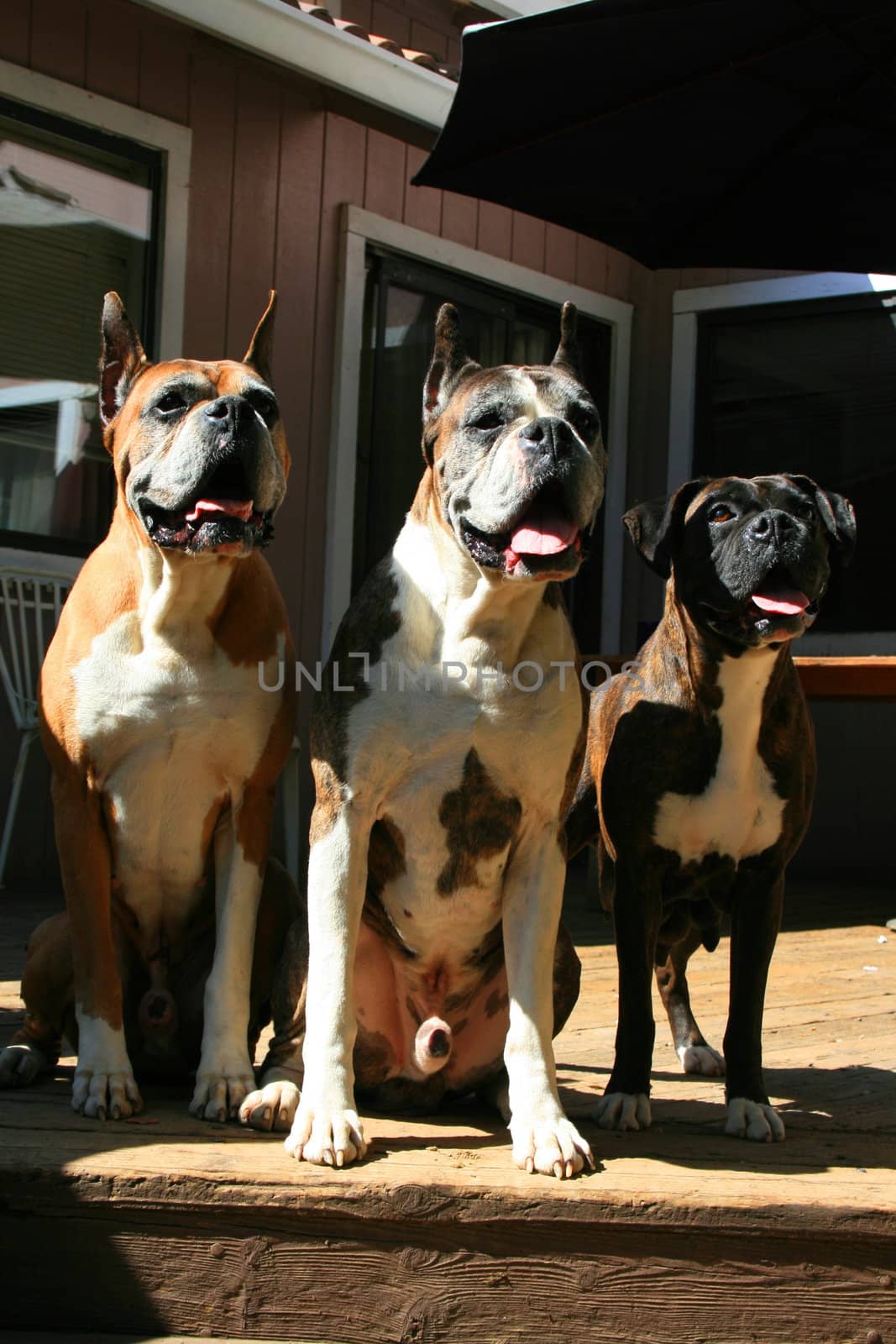 Close up of three cute boxer dogs.
