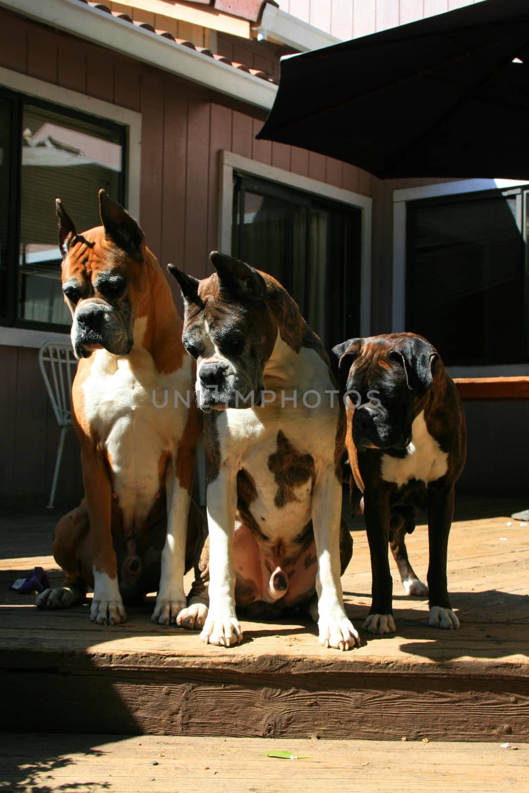 Boxer Dogs Looking Down by MichaelFelix