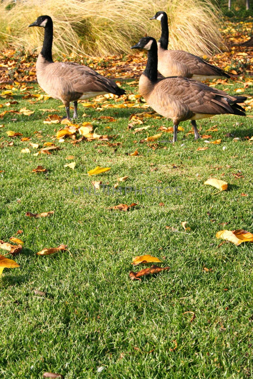 Three canadian geese resting in a park.
