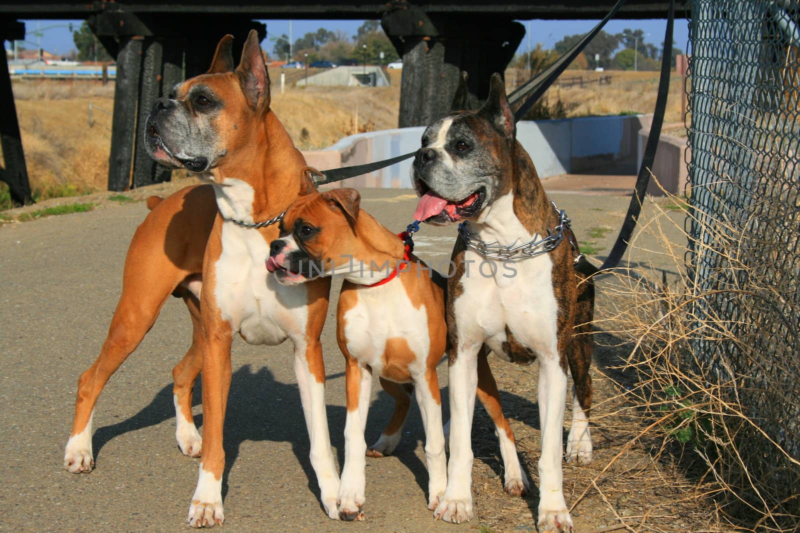 Three boxer dogs outdoors in a park.
