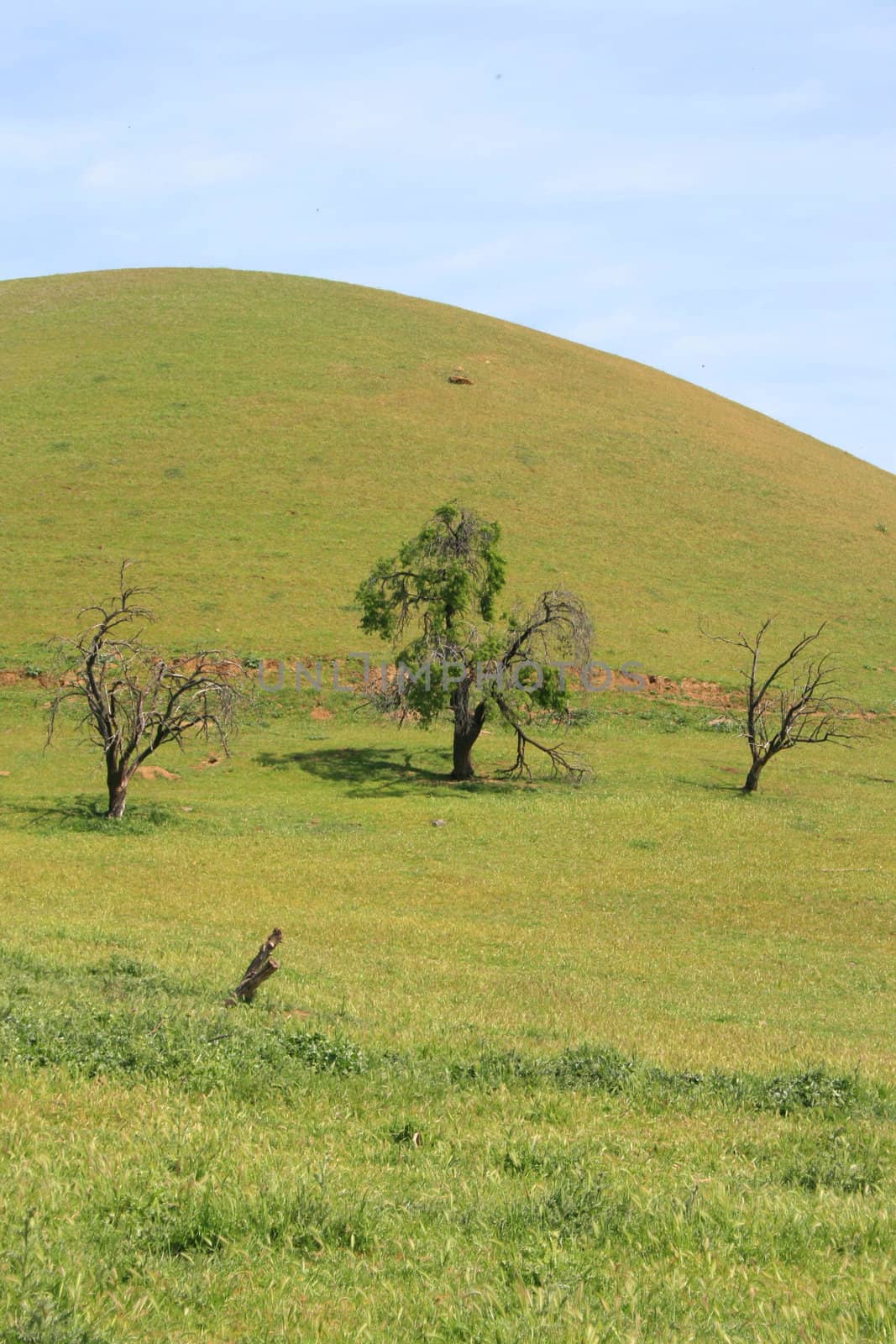 Hilltop with a group of trees over blue sky.
