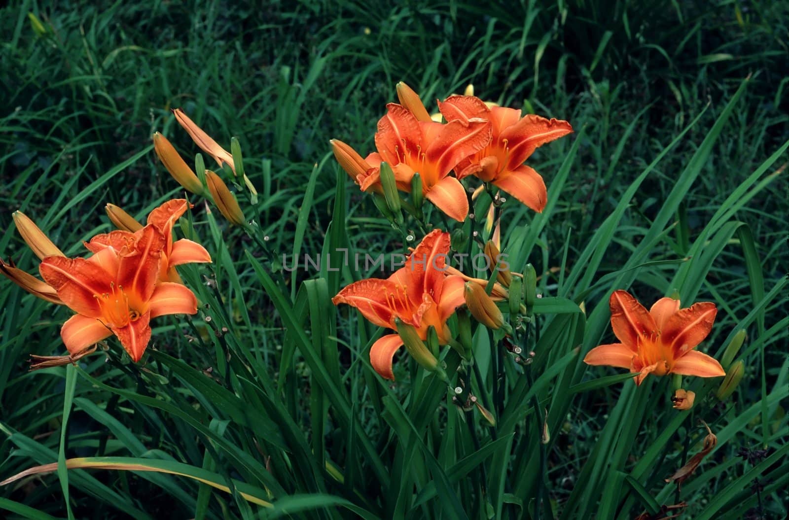 Day Lillies in spring.