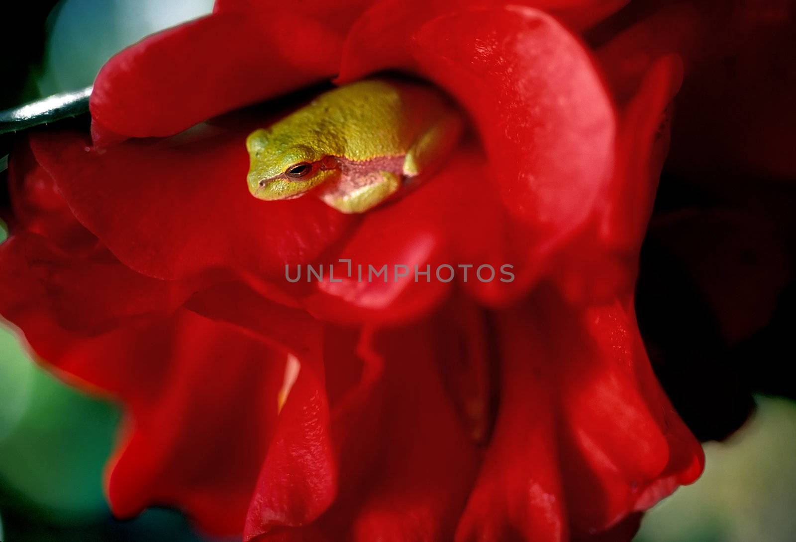 Frog in Camellia by Geoarts