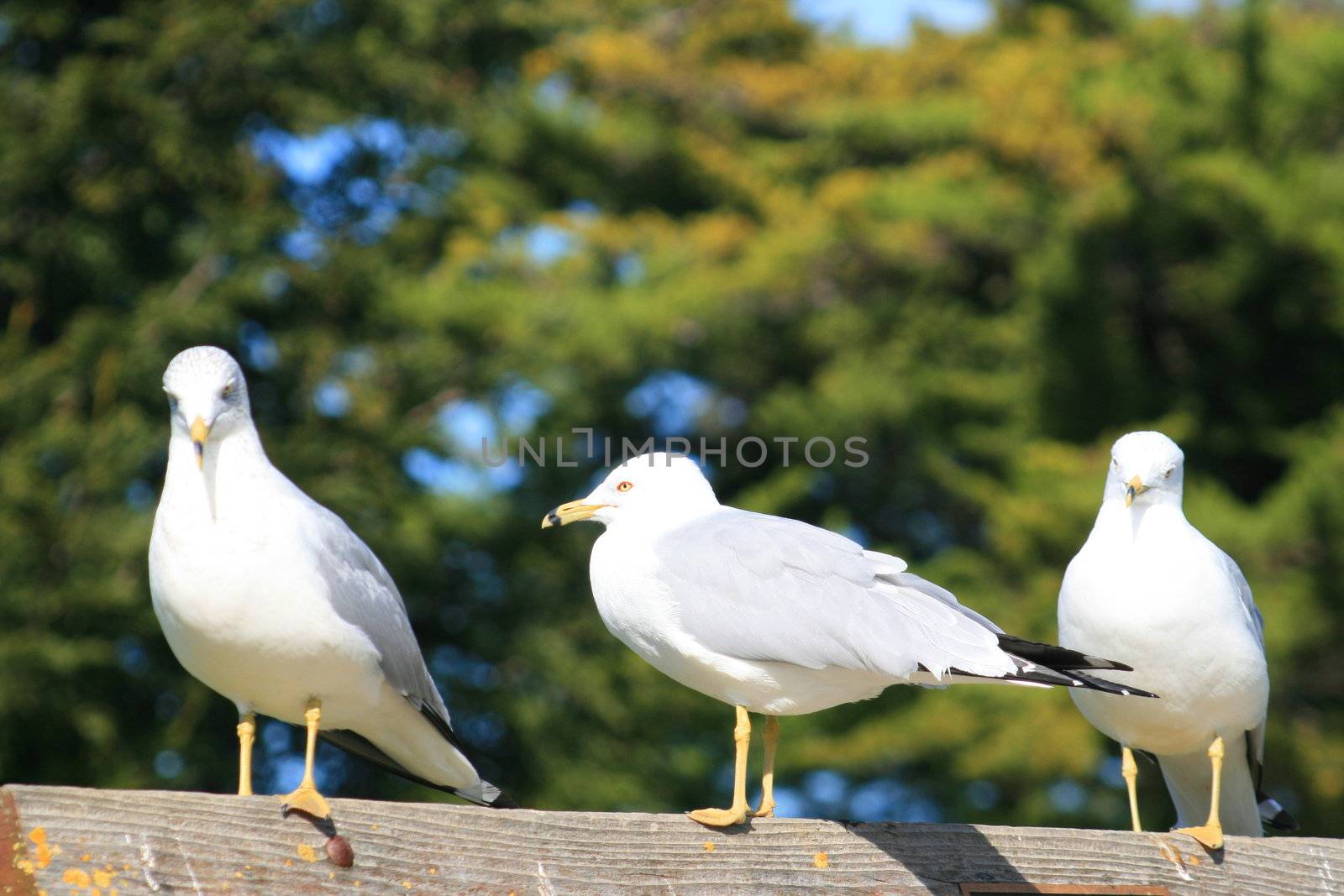 Trio Of Seagulls by MichaelFelix